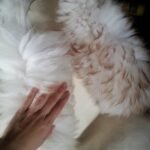 Universal sheepskin rug for floor and home decor