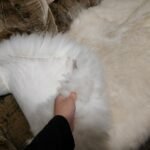 sheepskin rug, sofa cover