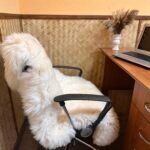 100% Sheepskin Car Seat Cover for all car brands & Car Seat Protector - Image 3